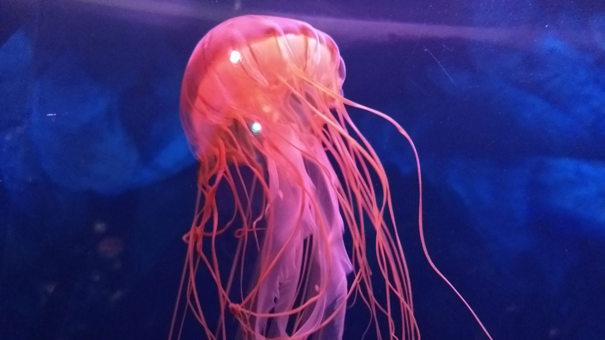 2017-10-06_shedd2.jpg