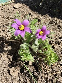 herbal plants in bloom
