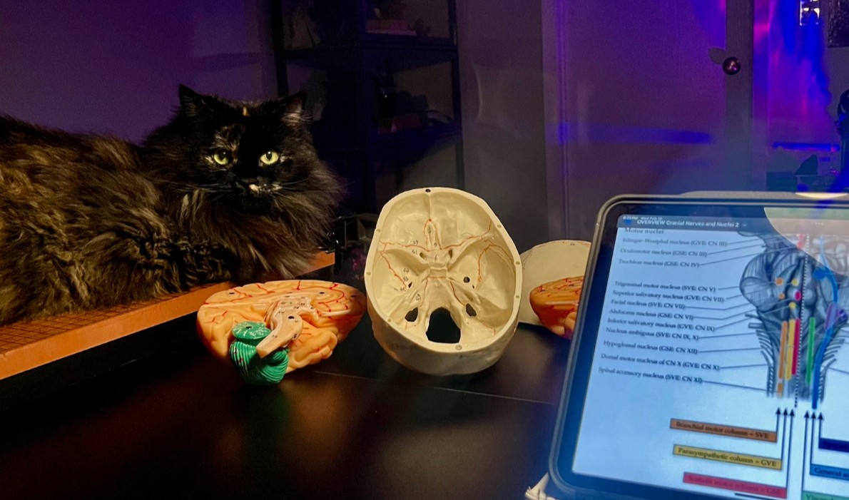 Black cat lounging on study desk with iPad