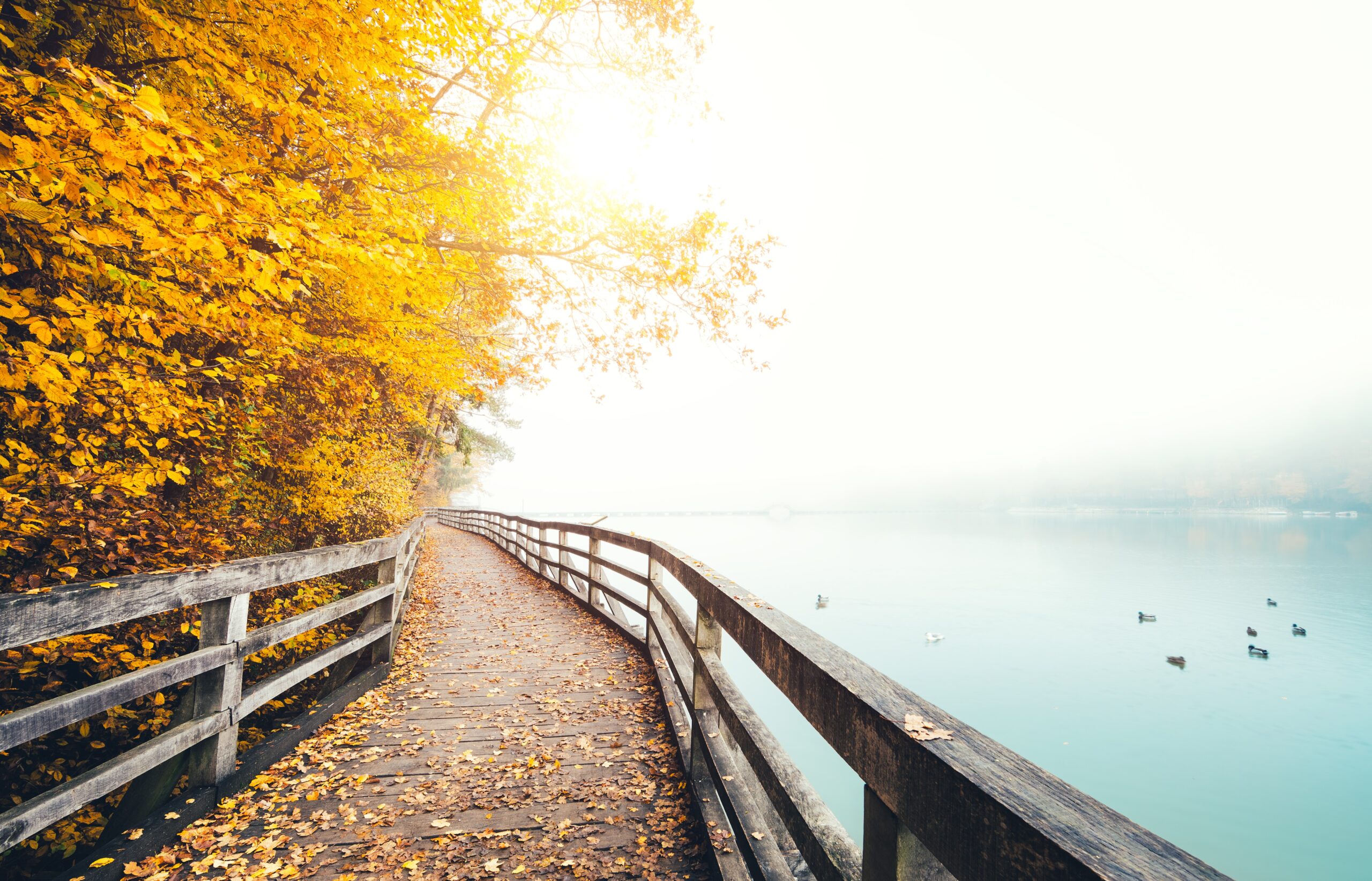 Golden fall leaves along peaceful lakeside trail