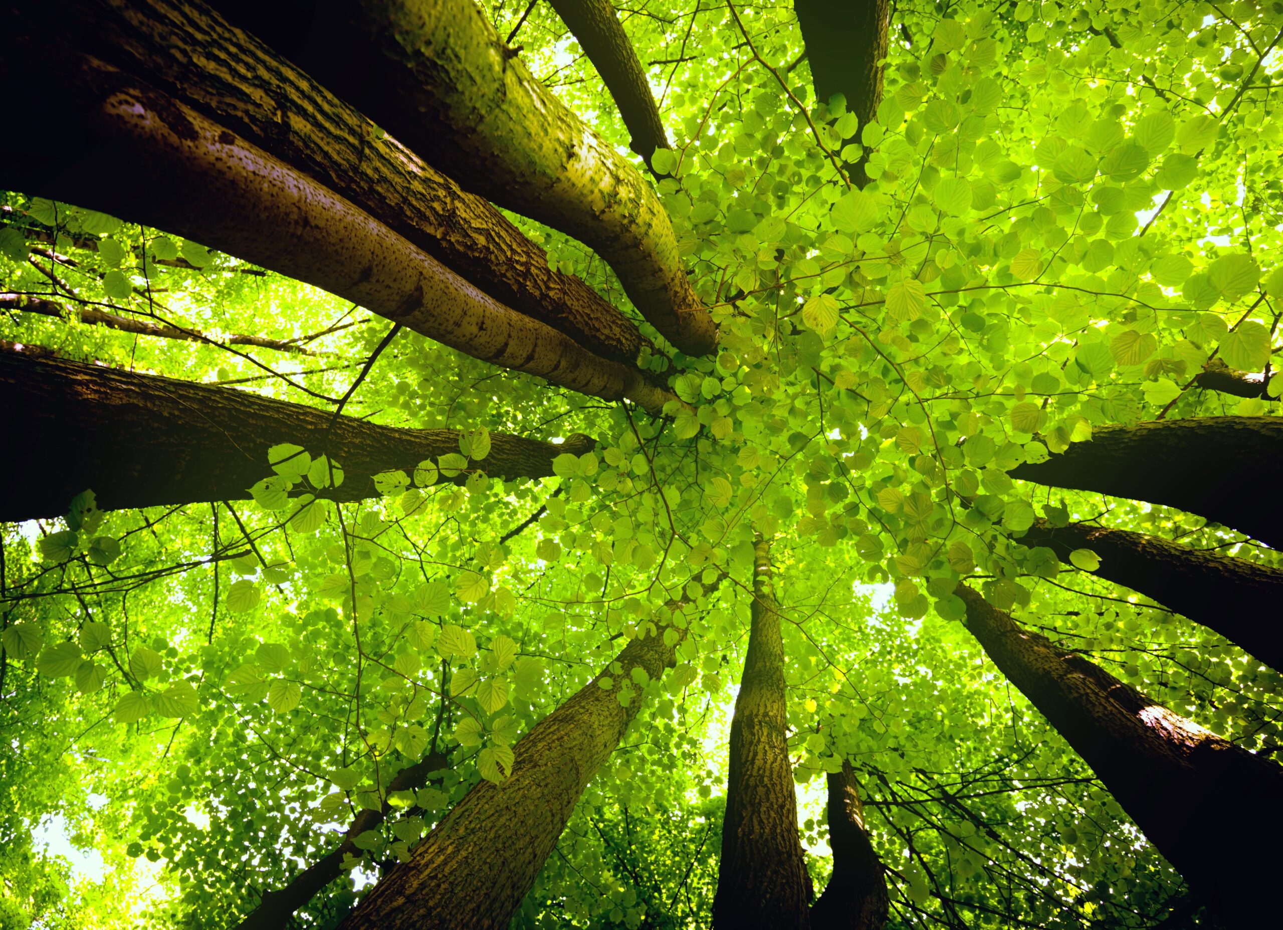 Looking up through a forest of green trees in spring.