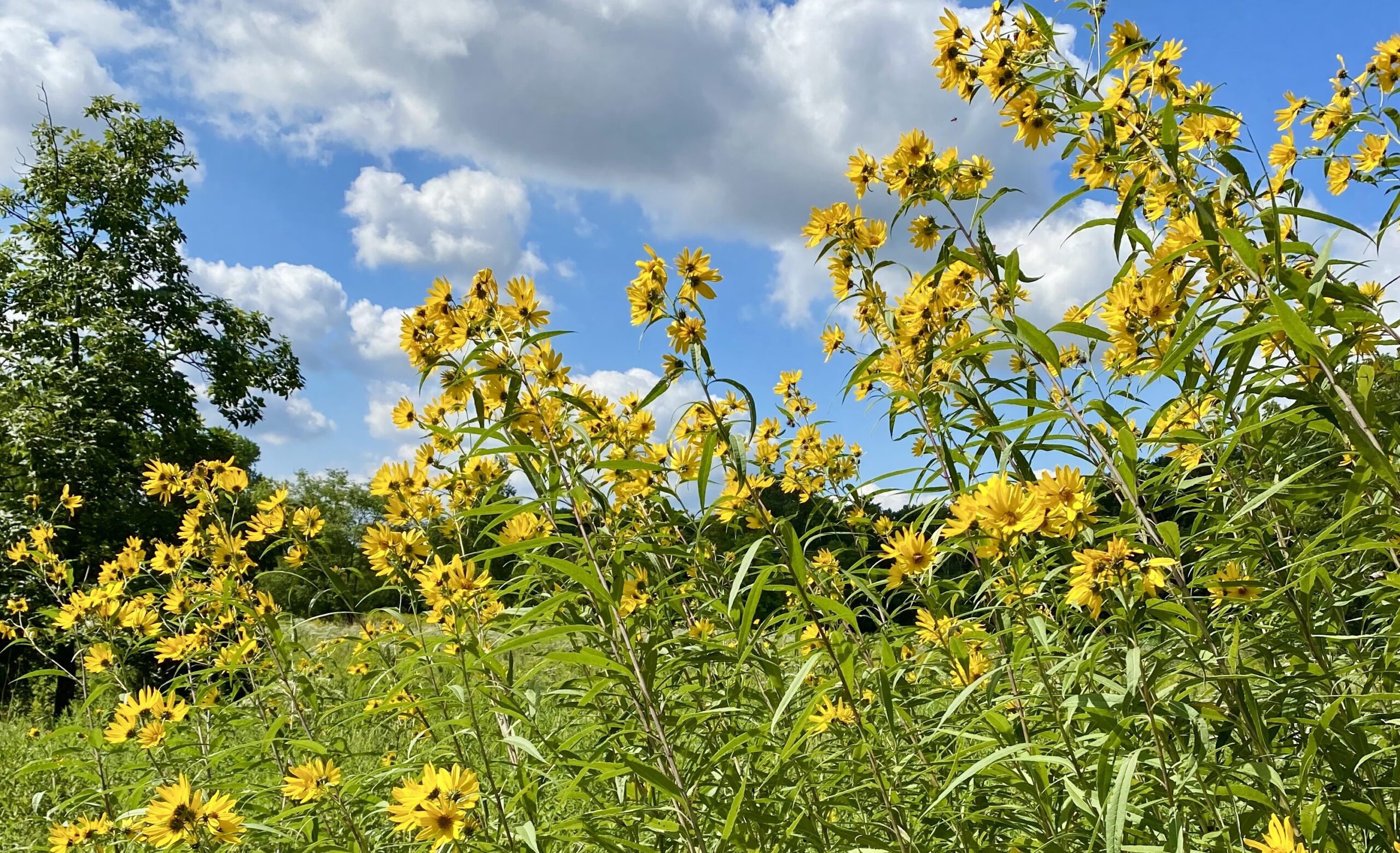 Meadow with blue sky and yellow wildflowers