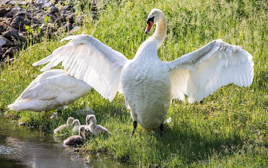 NUHS Swans on Lake Janse