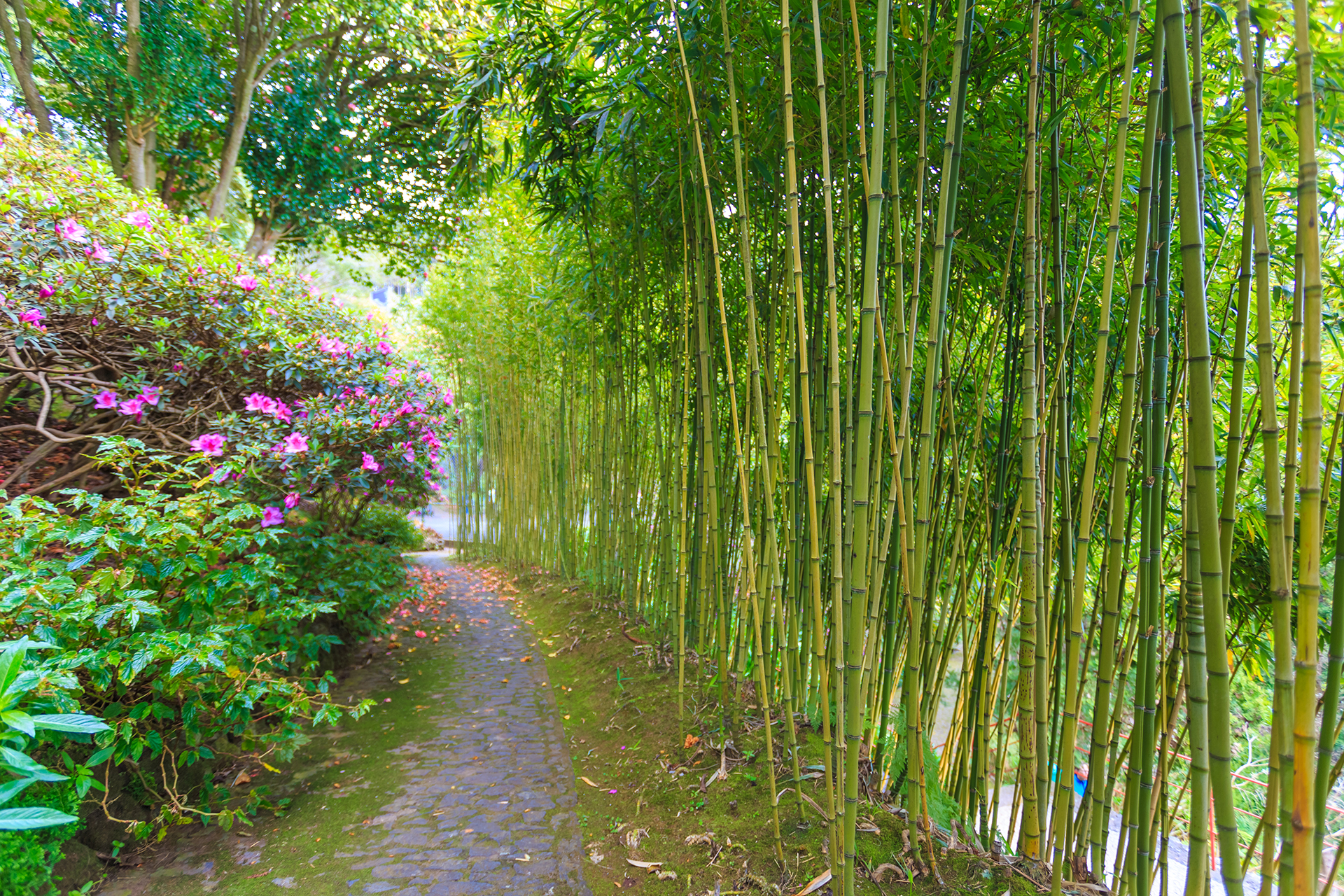 Peaceful lush green walking trail through bamboo forest