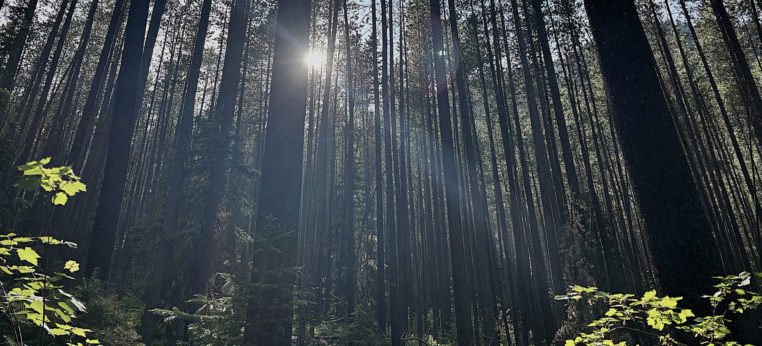 Sunbeams streaming through forest trees