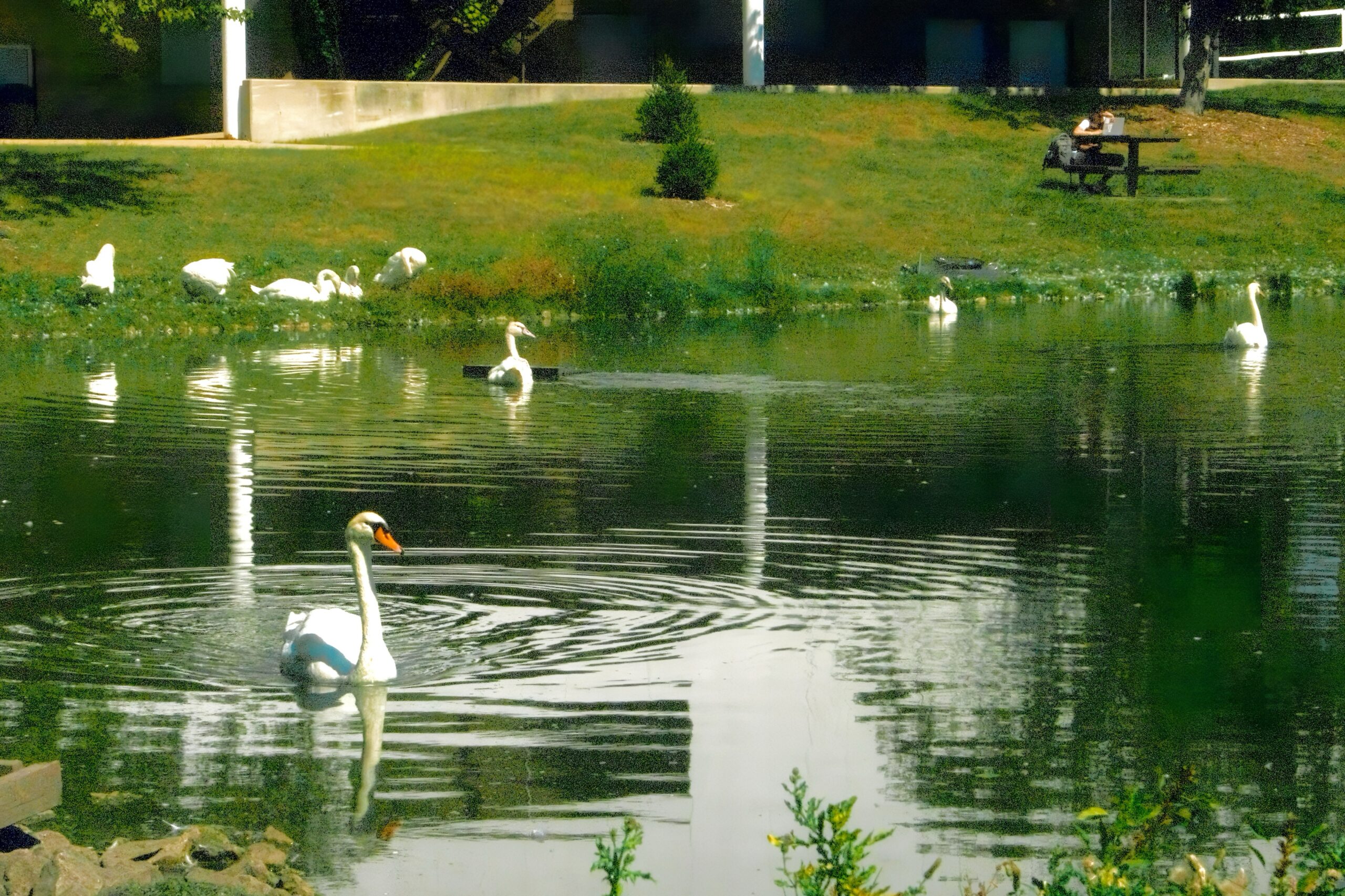 NUHS' swans on Lake Janse