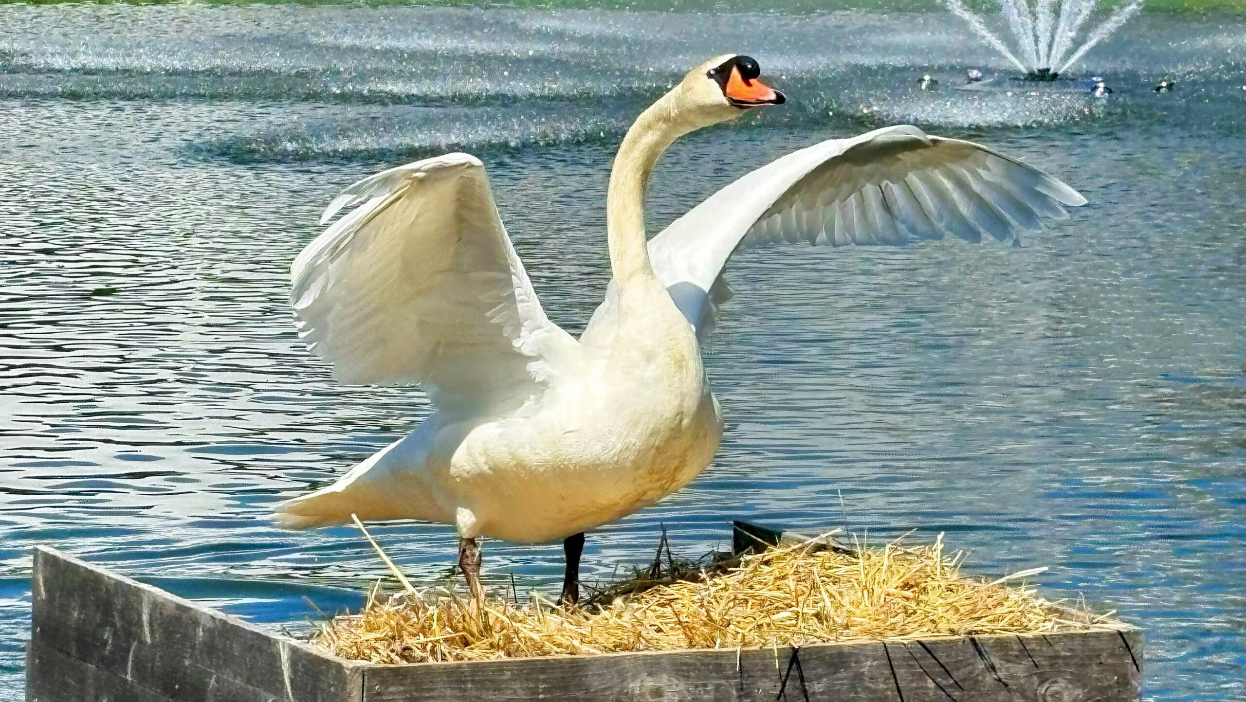 White swan spreading its wings over Lake Janse