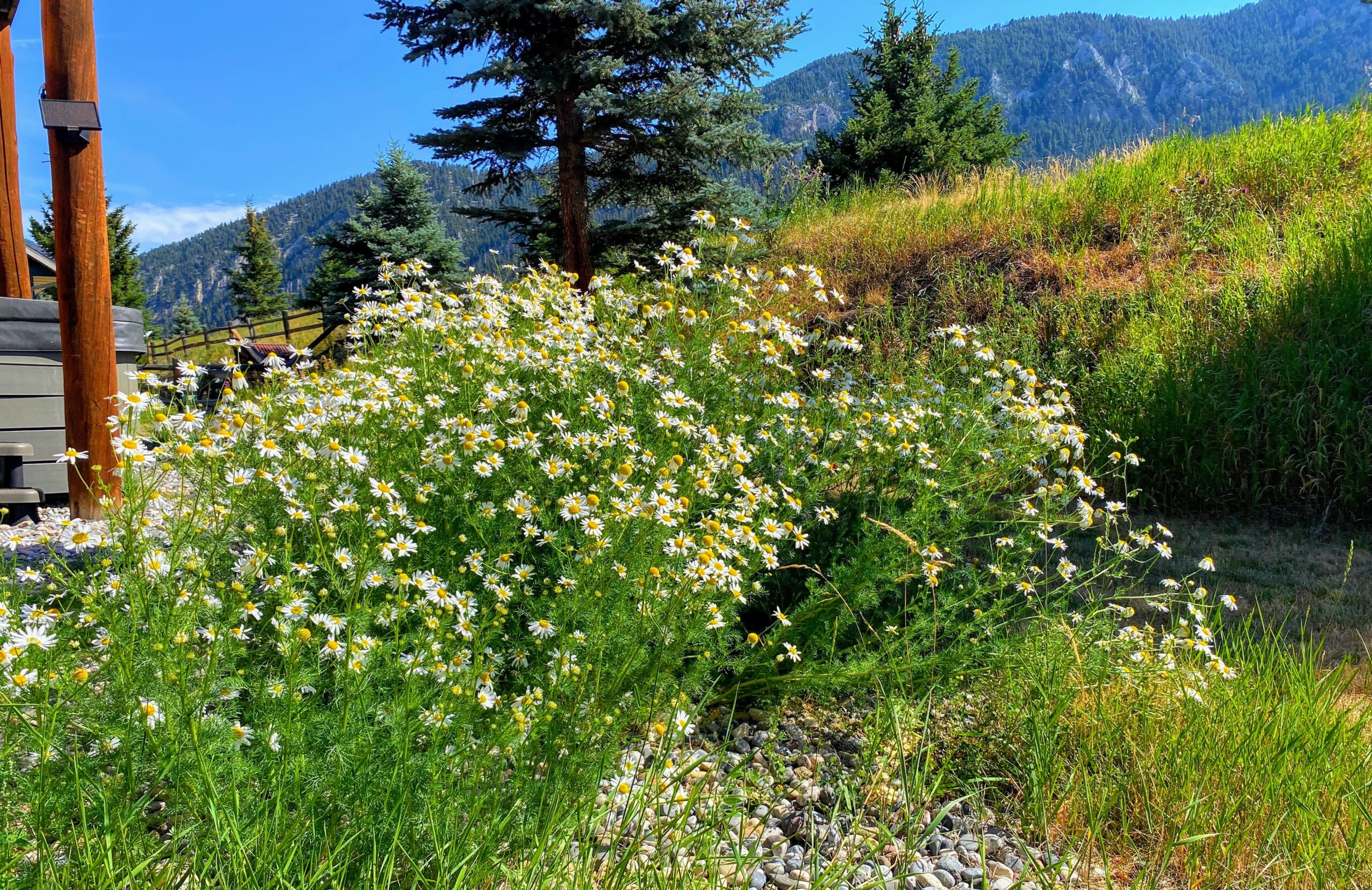 Wildflowers with mountain view, blue sky.