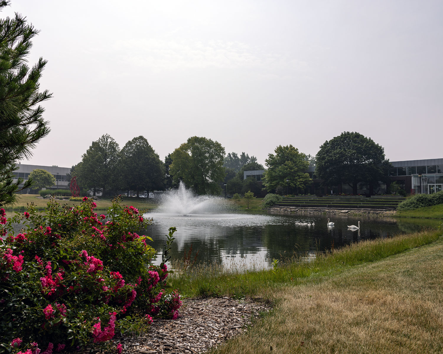 serene picture of Lombard campus with swans swimming in pond