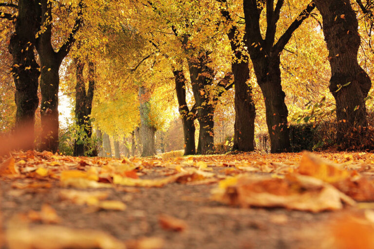 fall leaves on a walking path surrounded by trees