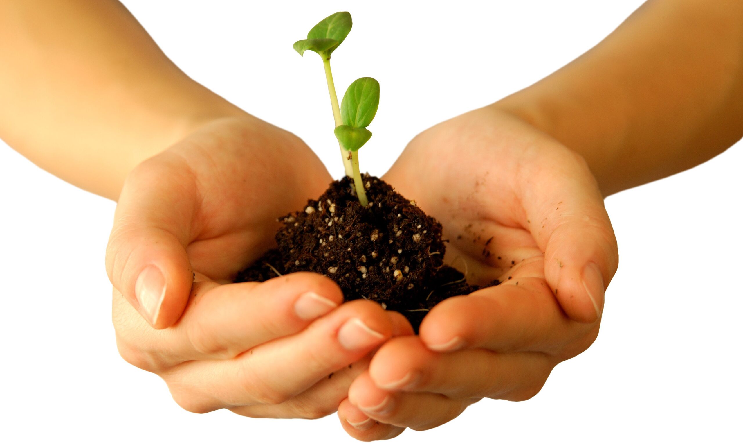 hands holding seedling plant