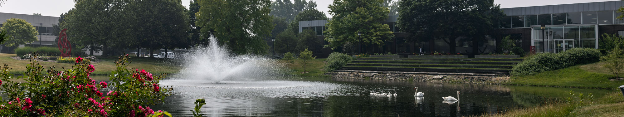 shot of campus fountain and swans