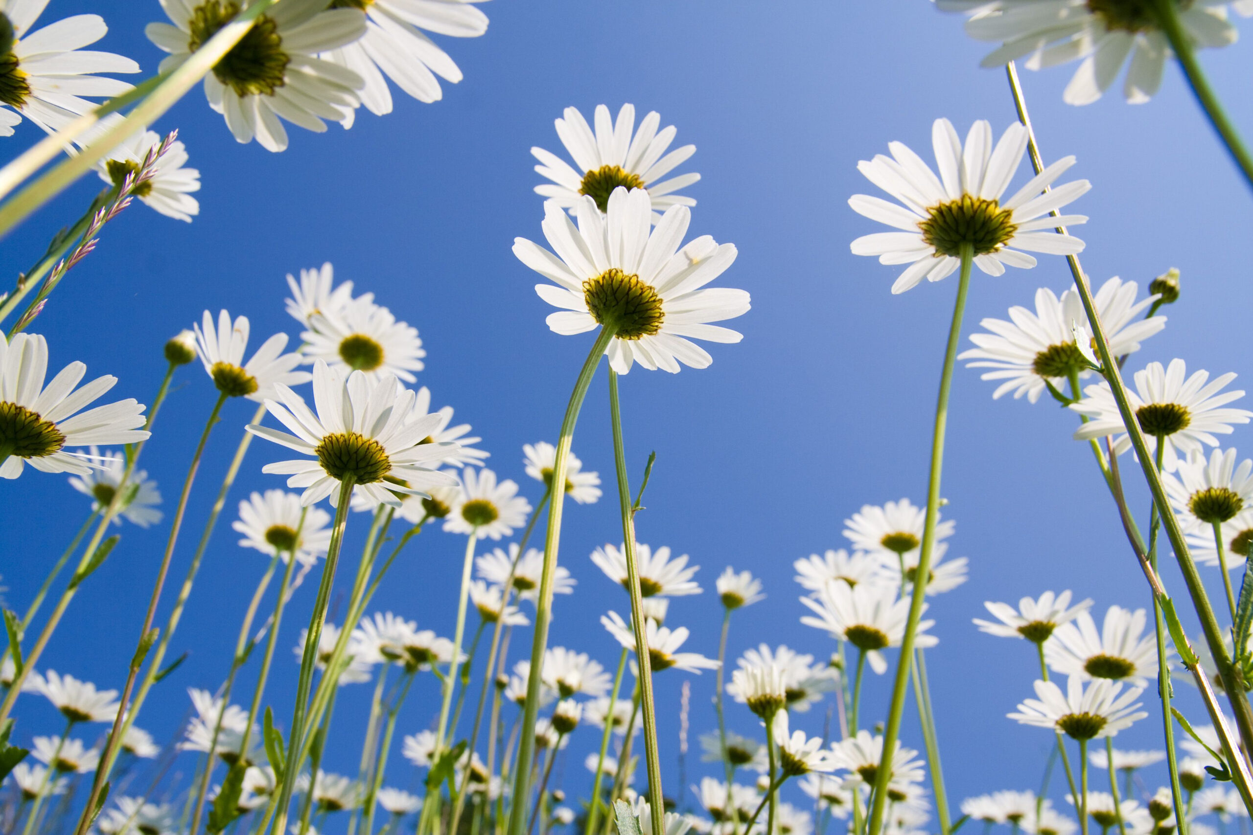 White wildflowers with blue sky